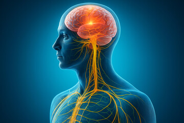 AI generated futuristic medical render showing human nervous system in profile with glowing brain blood vessels spinal cord and peripheral nerves in transparent body