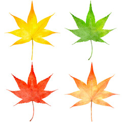 紅葉　モミジの葉　水彩　秋　イラスト