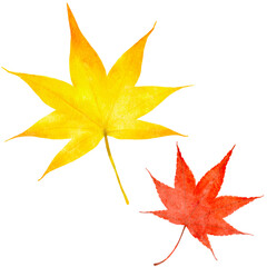 紅葉　モミジの葉　水彩　秋　イラスト