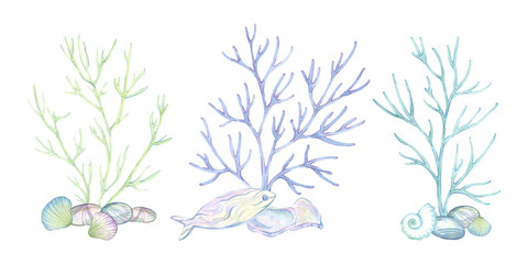 Seashell, mollusk, conch, wooden fish, branch, seaweed, coral, underwater grass, Sea stone, smooth round pebble, natural gravel veins. Set of isolated compositions. Hand drawn watercolor illustration
