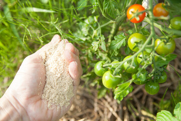 ミニトマトの苗に米ぬかをまく