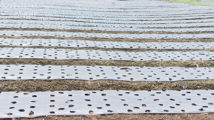 A cultivated field shows rows covered with protective plastic sheeting awaiting planting stage