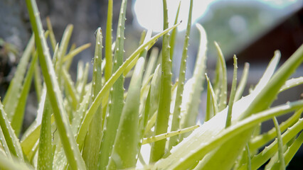 Aloe vera plant thriving with pointed leaves, a medicinal succulent used for skincare