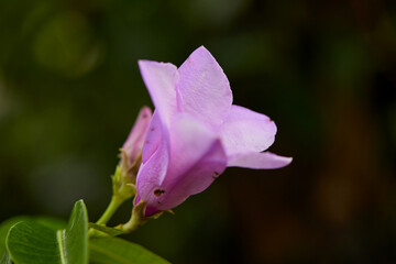 Close-up view of pink flower blooming in garden