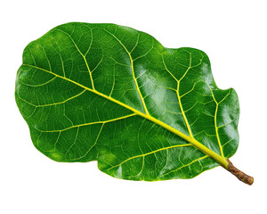 Obraz premium Fiddle leaf fig leaf cutting isolated on transparency background with vibrant green color and detailed yellow veins, showing natural texture and glossy surface