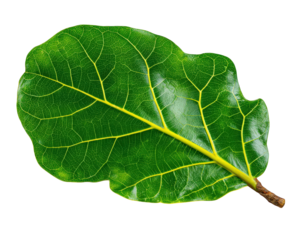 Fiddle leaf fig leaf cutting isolated on transparency background with vibrant green color and detailed yellow veins, showing natural texture and glossy surface