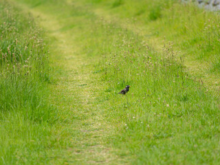 河川敷で餌を探すツグミ