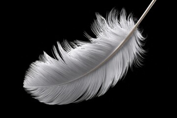 Obraz premium Close-up view of a delicate white feather with a smooth quill and soft barbs isolated on a black background for detailed texture and natural beauty