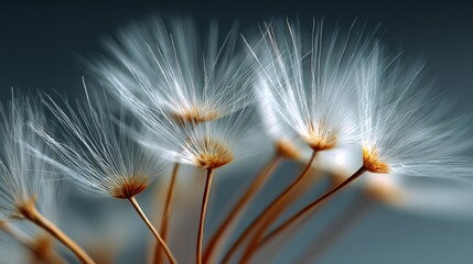 Close-up of dandelion seeds with delicate white filaments and brown stems isolated against a soft dark background in high detail