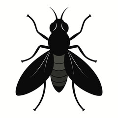 Common Housefly Insect Pest & Entomology Symbol
