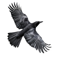 Black bird with a black beak flies through the air