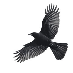 Fototapeta premium Black bird with its wings spread out is flying in the air