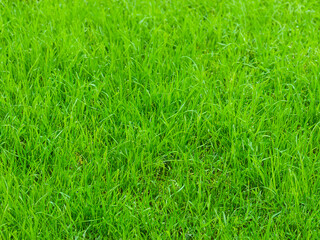 Obraz premium close up fresh green grass texture in garden