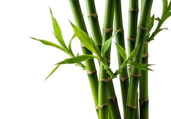 Fototapeta premium Green bamboo stems and leaves isolated on transparent background