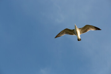 A seagull soars through a clear blue sky, its wings spread wide as it navigates the air currents.