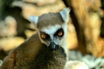 A cute Lemur with those intense eyes
