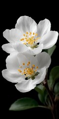 Close up of Two Delicate White Blossoms  High Resolution Floral Image  Nature Photography