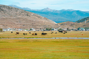 Obraz premium Pastoral Landscape with Yaks Grazing by a Village in Shangri-la