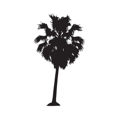 Silhouette of tall coconut tree with gently curved trunk and wide fan-shaped tropical palm leaves