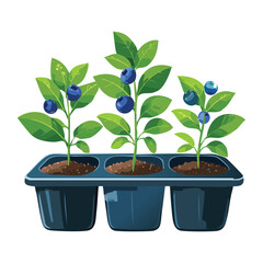 Blueberry Plants in Pots within a Tray
