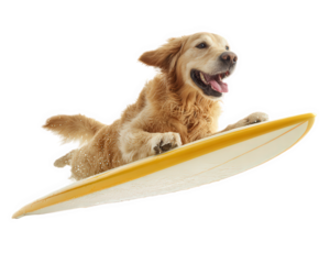Golden retriever dog joyful expression wet fur yellow surfboard isolated transparency background playful pet summer concept