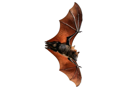 Flying bat isolated on a transparent or white background