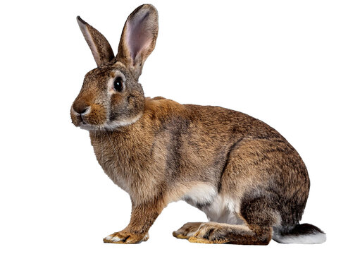 European rabbit isolated on a transparent or white background