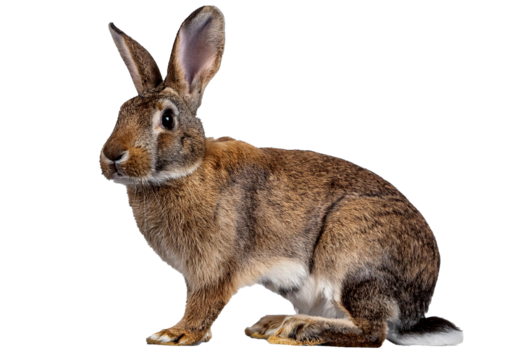 European rabbit isolated on a transparent or white background