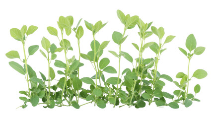 studio shot of a fava bean plant on white background