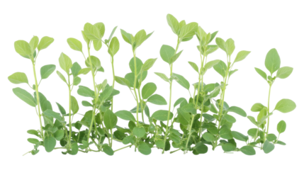 studio shot of a fava bean plant on white background