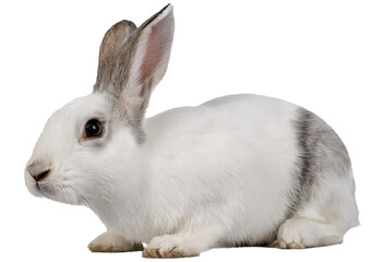 Obraz premium Rabbit looking at camera against isolated on a transparent or white background