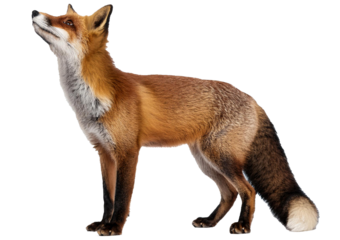 Red fox looking up, two years old isolated on a transparent or white background
