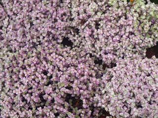 Fototapeta premium lilac flowers background