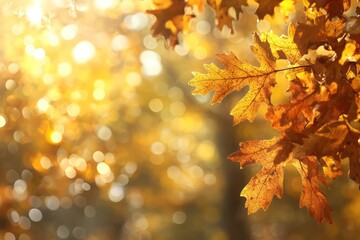 Autumn leaves in sunlight (1)