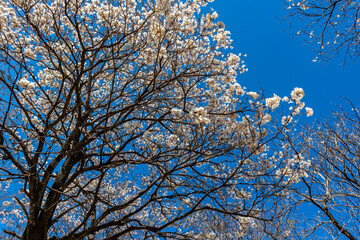 Ipes white tree flowering grove in Brazil