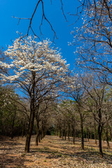 Ipes white tree flowering grove in Brazil