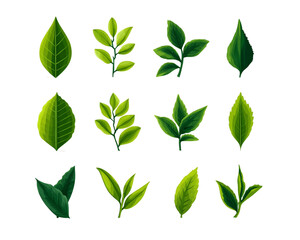 Green Leaf Collection: Various Shapes and Sizes, PNG