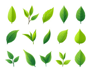 Green Leaf Collection: Various Shapes and Sizes on Transparent Background, PNG