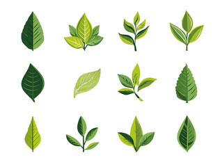 Green Leaf Collection: Various Shapes and Textures, PNG