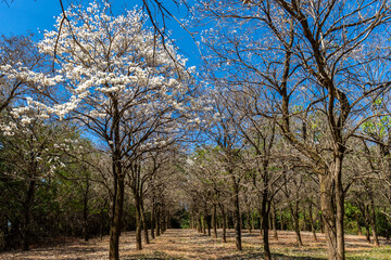 Ipes white tree flowering grove in Brazil