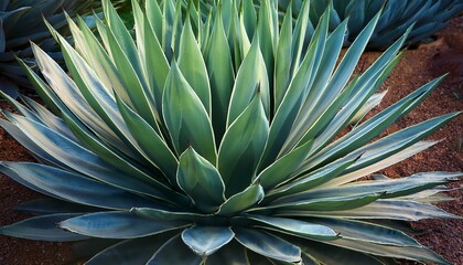 Obraz premium agave close up