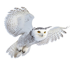 White owl with yellow eyes flies through the air