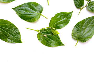 Fresh wild betel leaves with flower