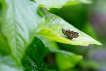 butterfly on green leaf with bokeh background in the garden