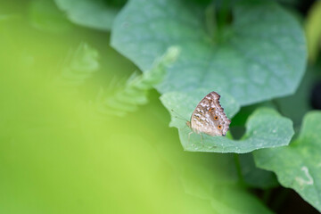 butterfly on green leaf with bokeh background in the garden