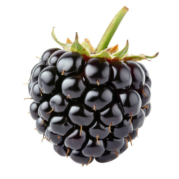 Blackberry is shown in its entirety, with its stem and leaves visible