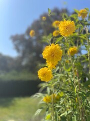 yellow dandelions in the field