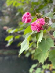 pink and white flowers