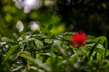 USA Hawaiian Islands Kauai Closeup of Red 'ohi'a lehua Flower