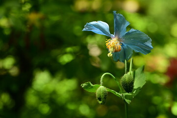 Unique Himalayan blue poppy flower at the Butchart Gardens, Victoria, BC, Canada 